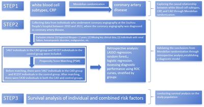 Exploring the predictive values of CRP and lymphocytes in coronary artery disease based on a machine learning and Mendelian randomization